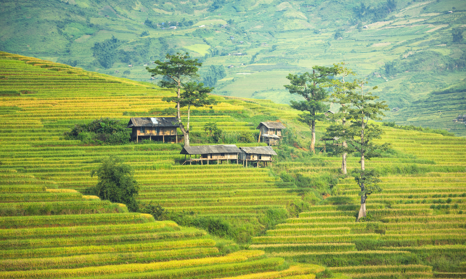Guide to Mu Cang Chai and its gorgeous rice terraces
