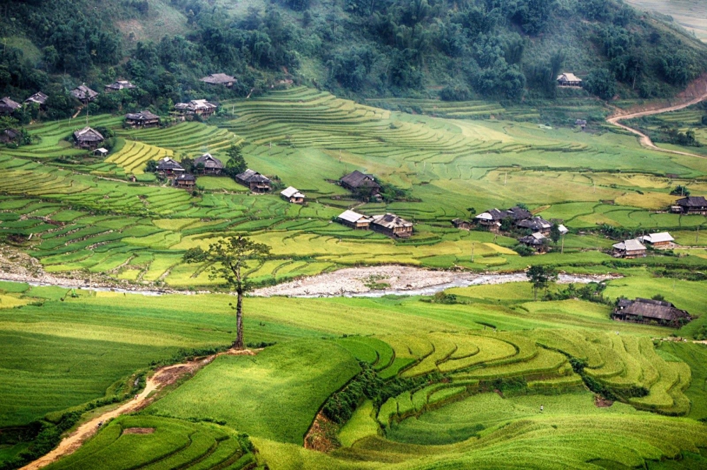 Mu Cang Chai