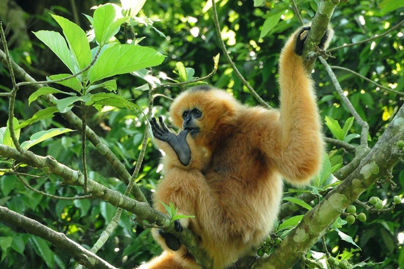 Cuc Phuong National Park