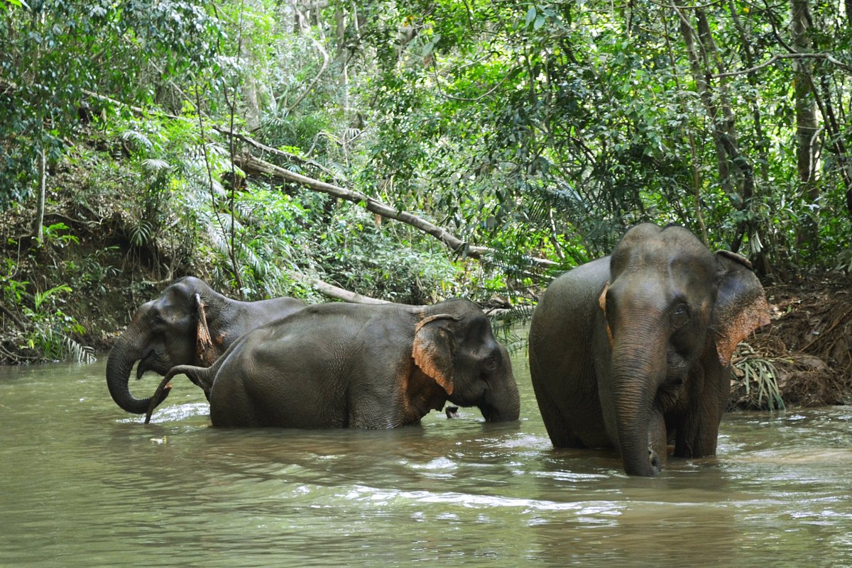 elephant-sanctuary-mondulkiri-cambodia