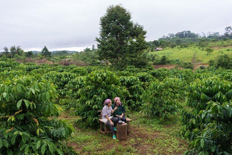 Mondulkiri-coffee-plantation