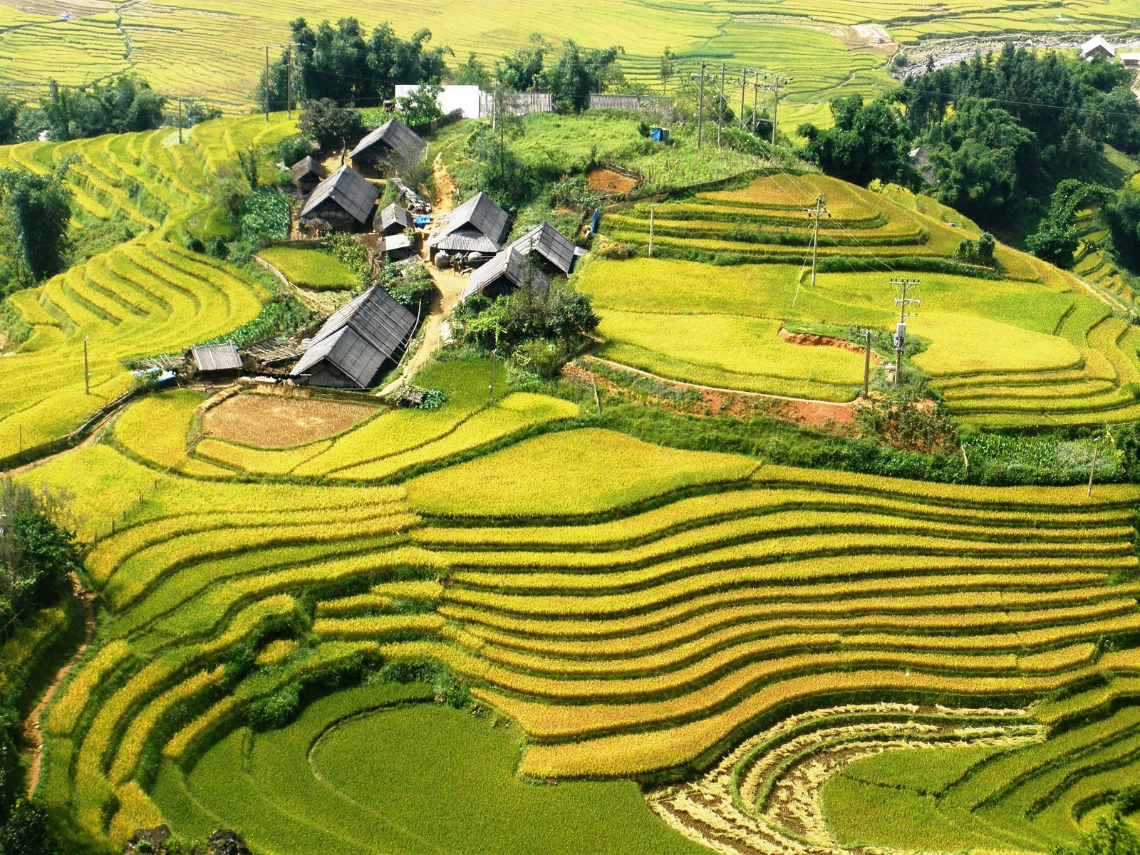 sapa-rice-field-vietnam